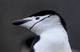 Chinstrap penguin (pinguim de barbicha) em Elephant Island, na Antártida